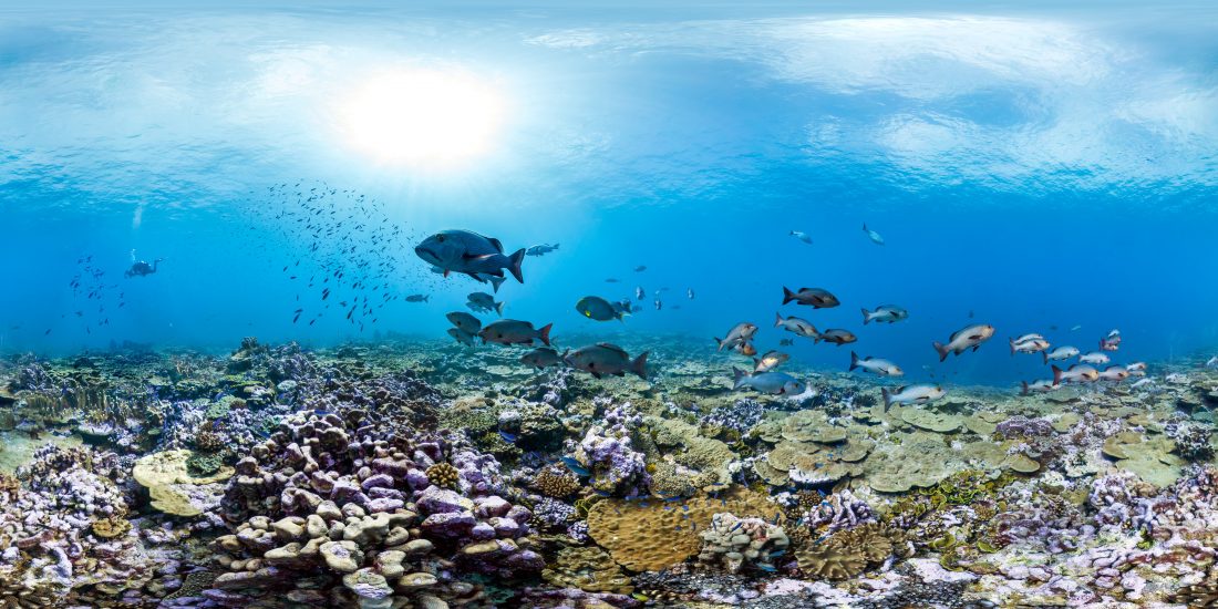 An underwater view of a coral reef with ocean life.