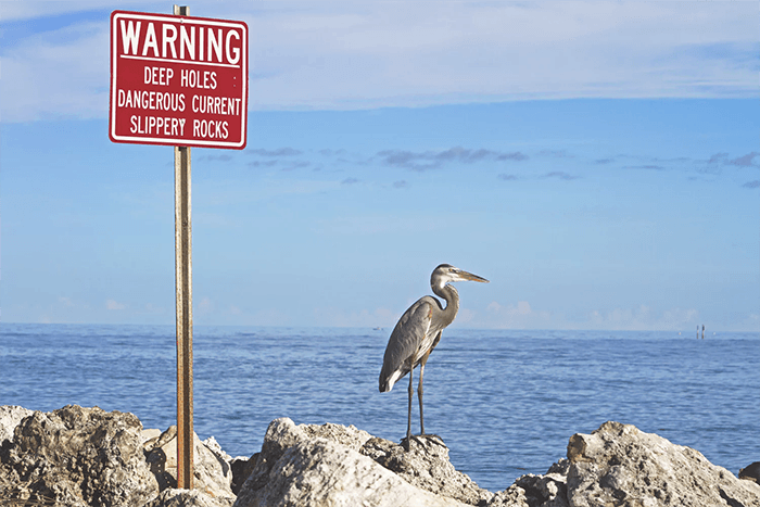  Pelican near an ocean next to a sign warning beach goers that currents are dangerous.