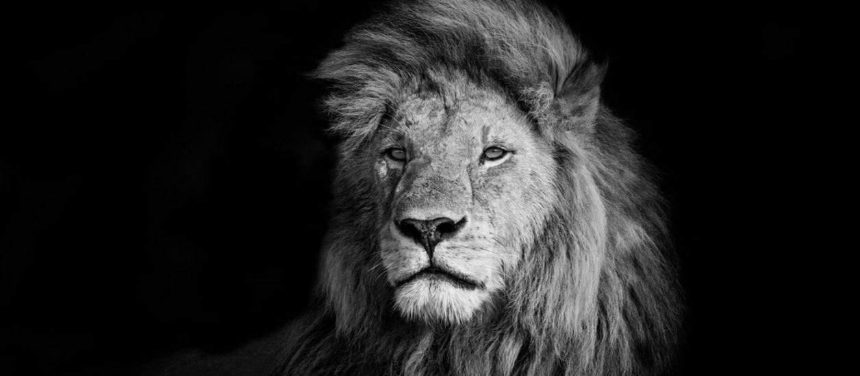 : Lion in black and white