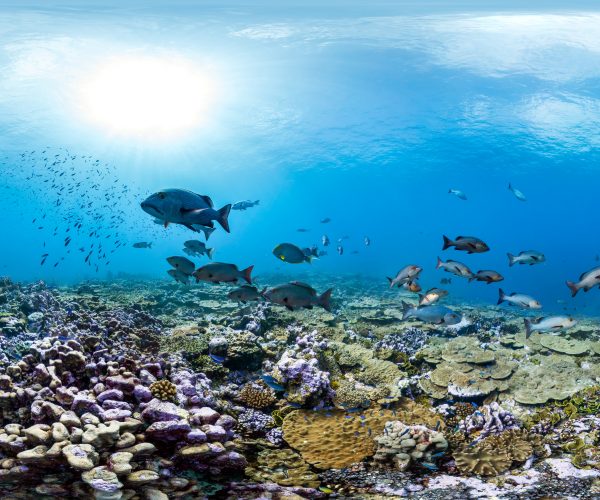 An underwater view of a coral reef with ocean life.