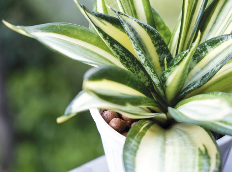 A photo of a snake plant, which has long and spiky leaves that feature the yellow-green analogous color combination. 