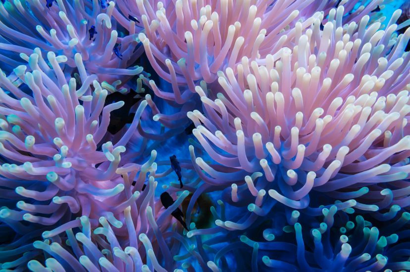A photo of a tropical coral reef from the Caribbean that features the blue-violet analogous color scheme. 