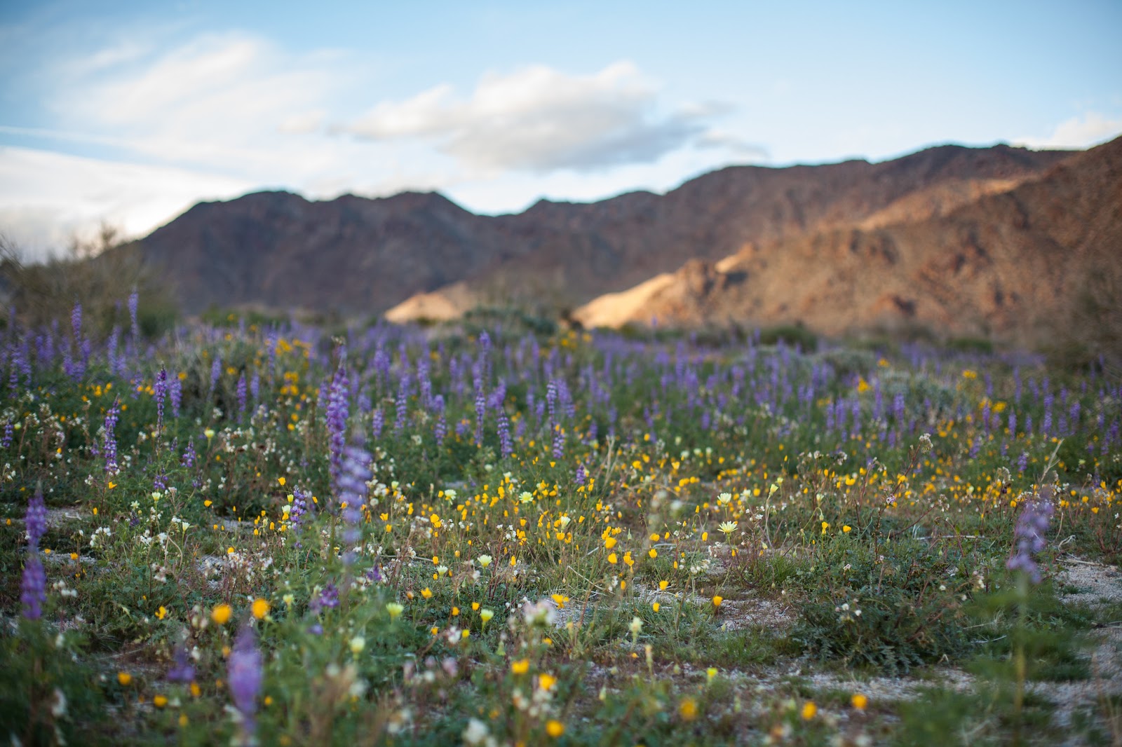 Wildflowers bloom on land recently ravaged by wildfire.